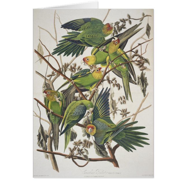 Cartão Carolina Parakeet, de 'Birds of America', 1829 (Frente)