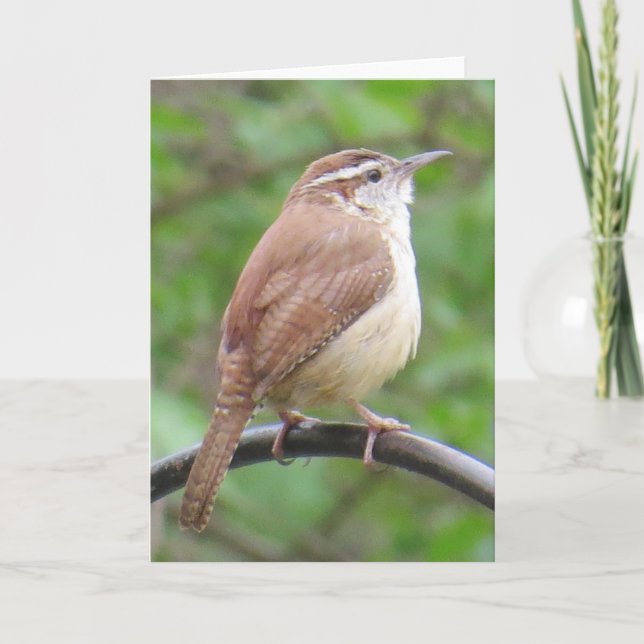 Cartão Carolina Wren Greeting Card (Frente)