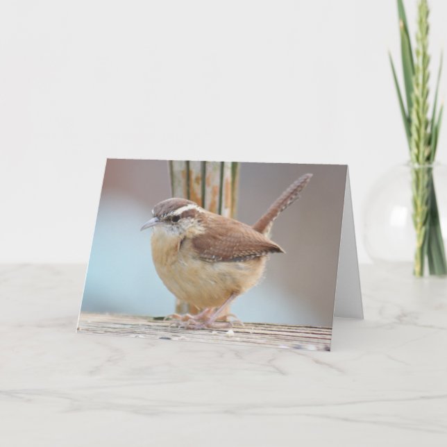 Cartão Carolina wren photo greeting card (Frente)