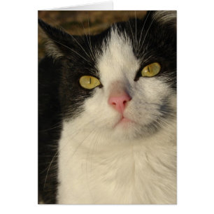 Cartão Carreg o gatinho