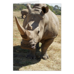Cartão Carregamento do rinoceronte