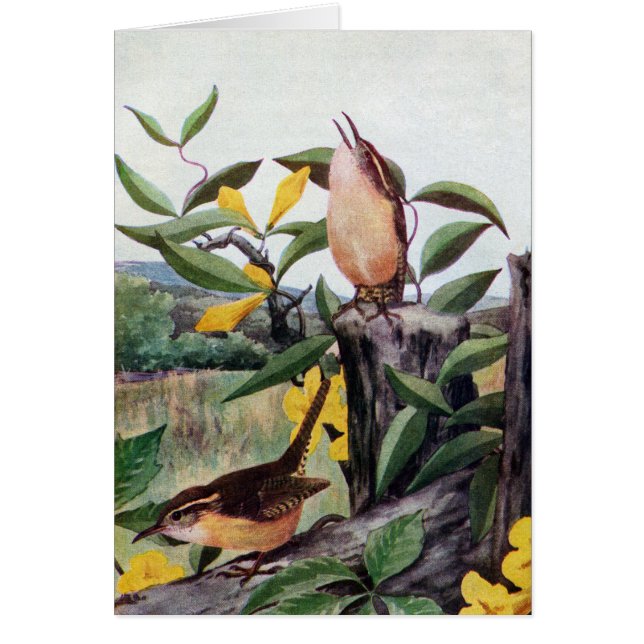 Cartão Carriças de Carolina e Jessamine amarelo (Frente)