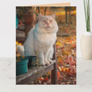 CARTÃO CARTA DE ANIVERSÁRIO DE GATO CRISTÃO FILIPENSES 1: