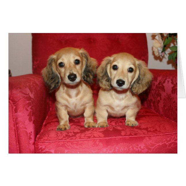 Cartão carta divertida (Frente Horizontal)