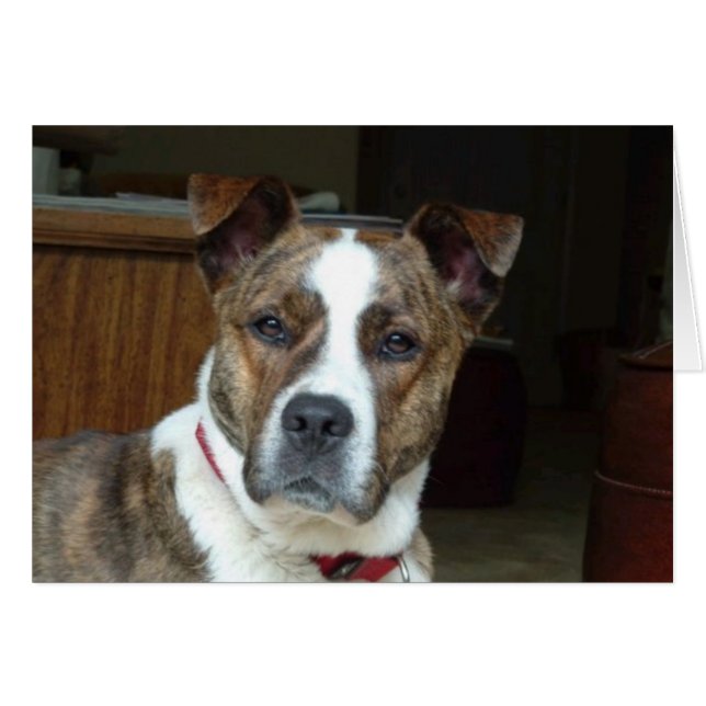 Cartão Cartão: Cachorro Nobre (Frente Horizontal)