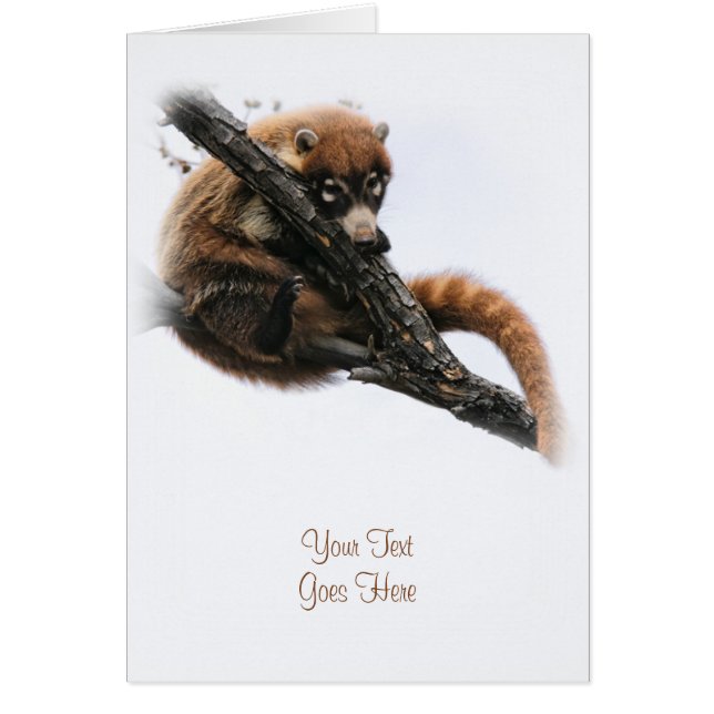 Cartão Cartão: Coatimundi #5 (Retrato) (Frente)