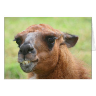 Cartão Carteira De Fazenda Raiva Llama