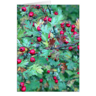 Cartão Carvalho e bagas