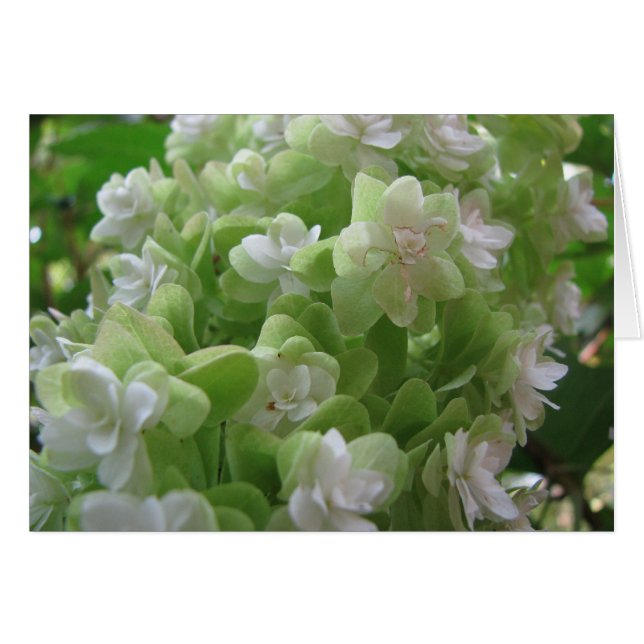 Cartão carvalho-hydrangea (Frente Horizontal)