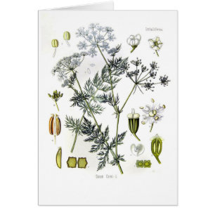 Cartão Carvi do Carum (alcaravia)