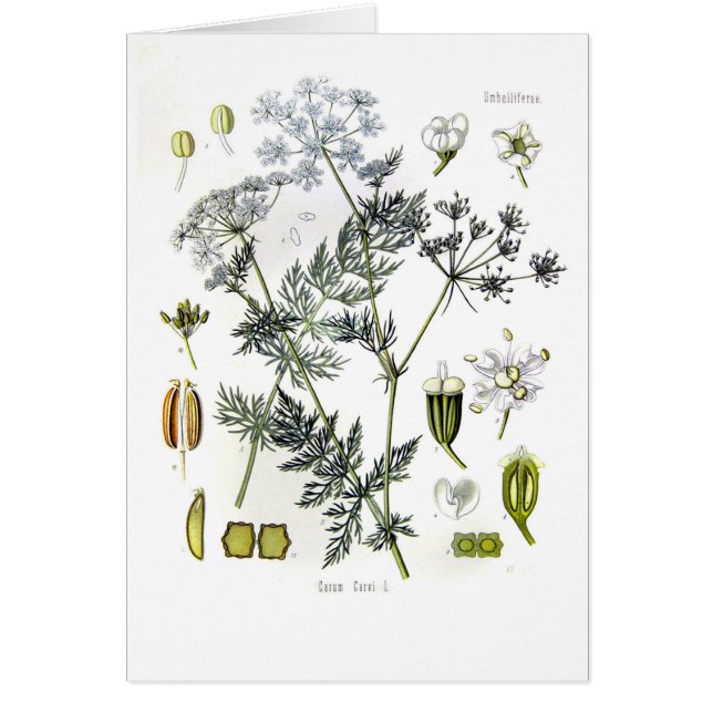 Cartão Carvi do Carum (alcaravia) (Frente)