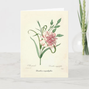 Cartão Caryophyllus do cravo-da-índia