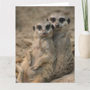 Cartão Casais-de-Suricata