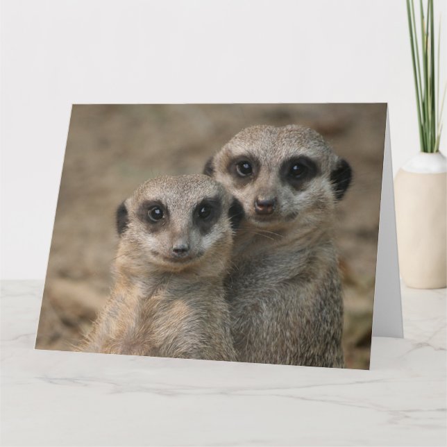 Cartão Casais-de-Suricata (Frente)