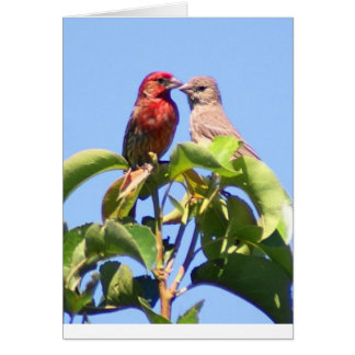 Cartão Casal do House Finch