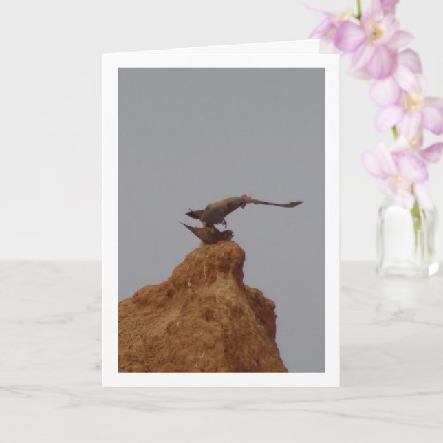 Cartão Casamento comum de aves do Kestrel, Falco Tinnuncu (Orquídea)