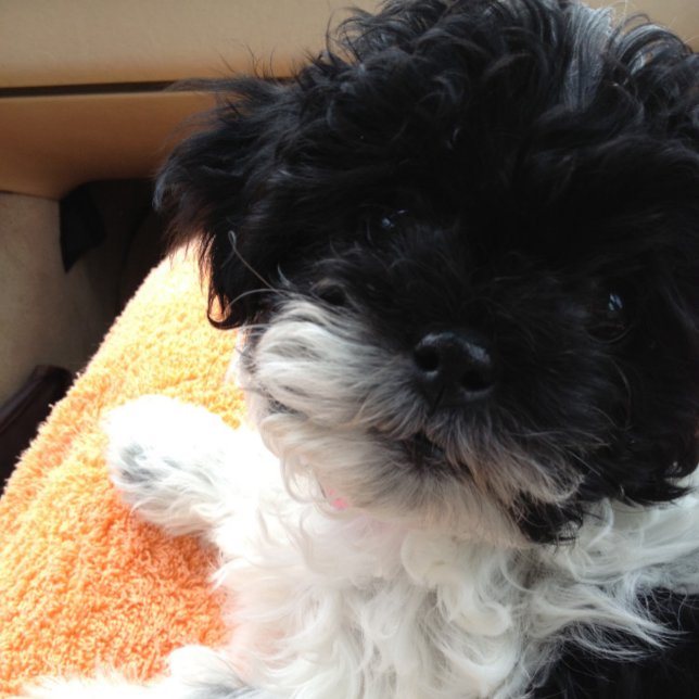 Cartão casamento DE rua, ENTÃO VEM A LUA DE MEL! (Criador carregado)