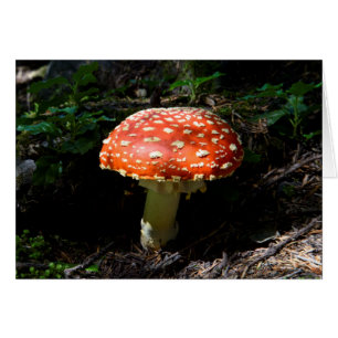 Cartão Cascades Centrais, Estado de Washington