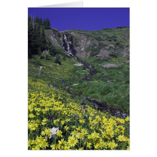 Cartão Cascata e flores silvestres nos prados alpinos, (Frente)