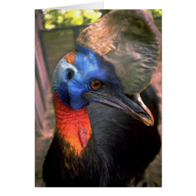 Cartão Cassowary (Frente)