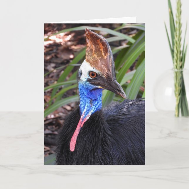 Cartão Cassowary do sul (Frente)