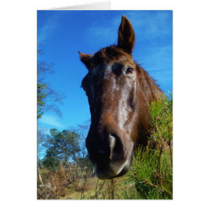 Cartão Castanho e Creme Corante Canto Azul