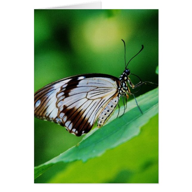 Cartão Castanho escuro e borboleta Cinza (Frente)