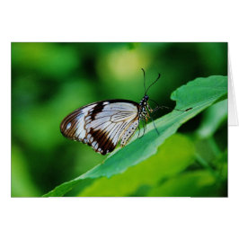 Cartão Castanho escuro e borboleta Cinza