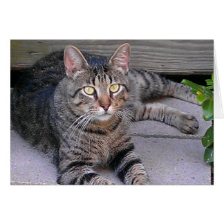Cartão Castanho Tabby Cat no Exterior
