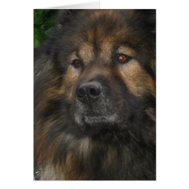 Cartão Castle Dog (Frente)