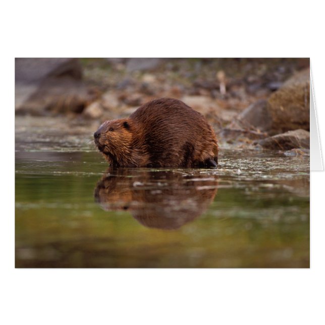 Cartão castor, Castor canadensis, vai para uma natação (Frente Horizontal)