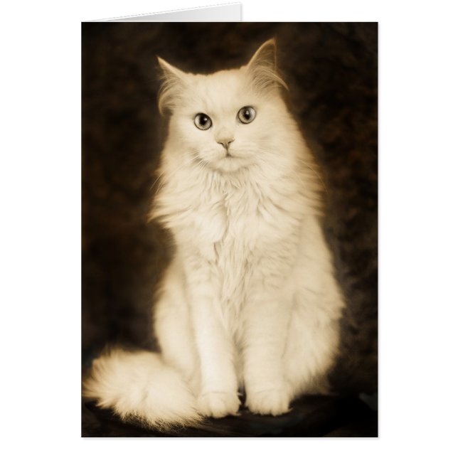 CARTÃO CAT (Frente)