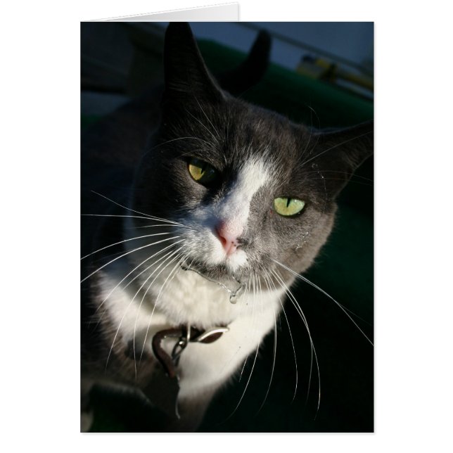 Cartão Cat (Frente)