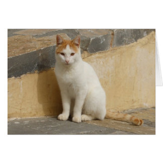 Cartão Cat