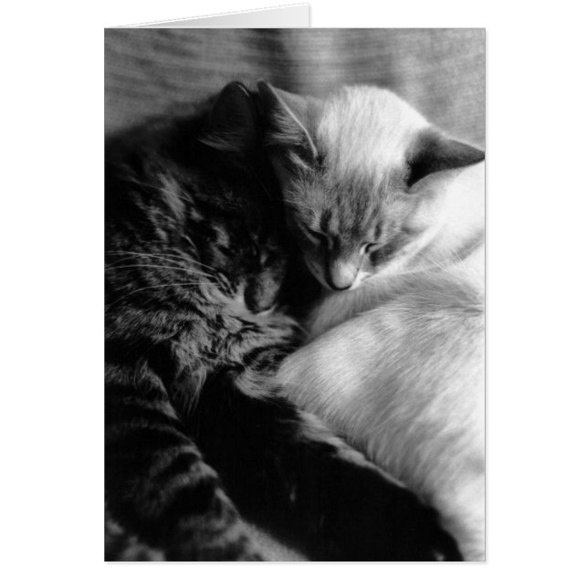 Cartão Cat. 5 (Frente)