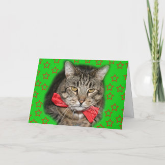 Cartão cat card