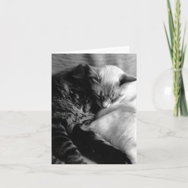 Cartão Cat Card #5 (Frente)