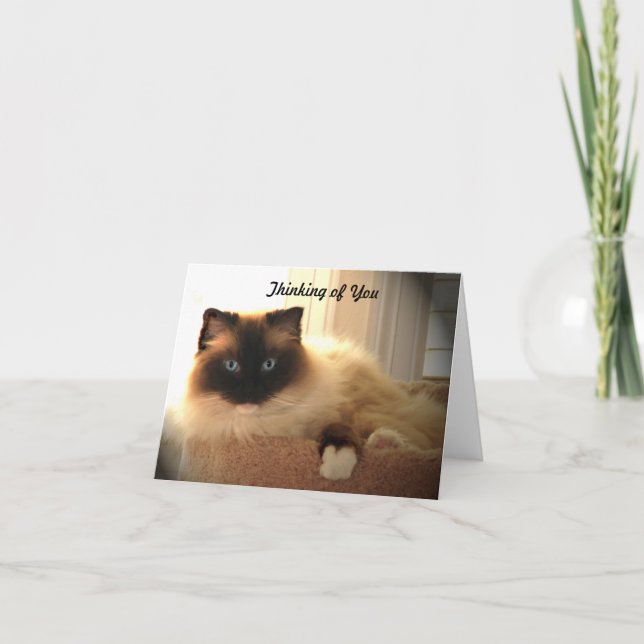 Cartão Cat Cats Ragdoll Ragdolls Kitty  Notecard (Frente)