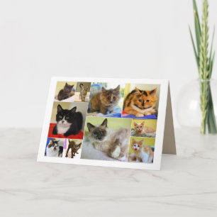Cartão Cat Collage Birthday Card