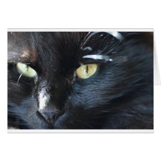 Cartão Cat está te olhando