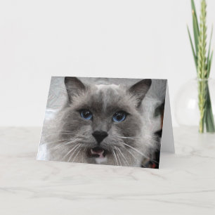 Cartão Cat greeting card