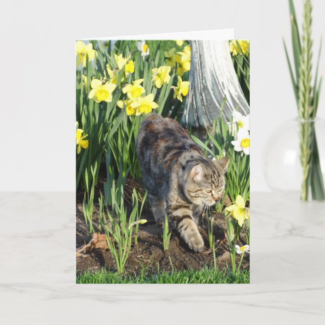 Cartão Cat, Hide or Play, Birthday (Frente)