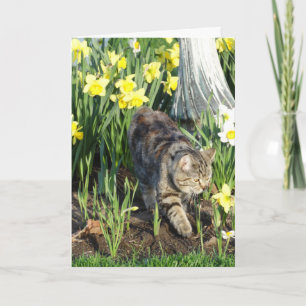 Cartão Cat, Hide or Play, Birthday