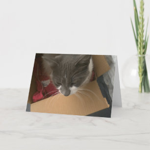 Cartão Cat in the Box