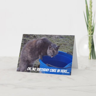 Cartão Cat Looking for a Birthday Cake card