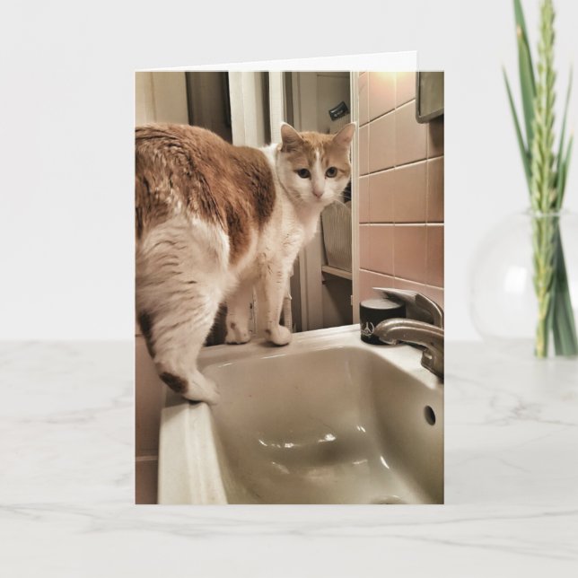 Cartão Cat Lover Funny Birthday (Frente)