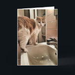 Cartão Cat Lover Funny Birthday<br><div class="desc">A card for your favorite cat lover... ..if you areally not a cat lover.</div>