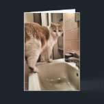 Cartão Cat Lover Funny Birthday<br><div class="desc">A card for your favorite cat lover... ..if you areally not a cat lover.</div>