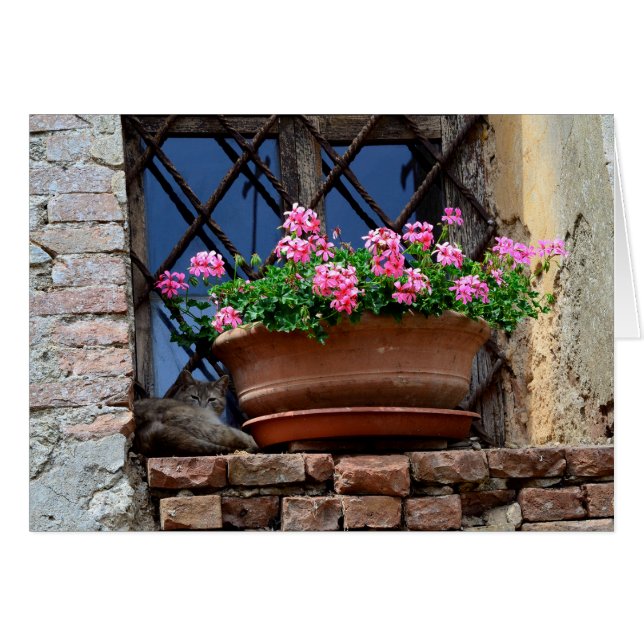 Cartão Cat Nap (Frente Horizontal)