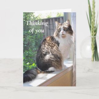 Cartão Cat on windowsill card
